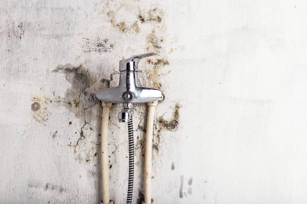 Best Local Mold Removal Service  in Plainwell, MI