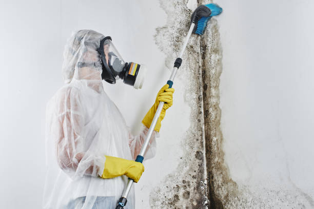 Best Mold Remediation  in Plainwell, MI