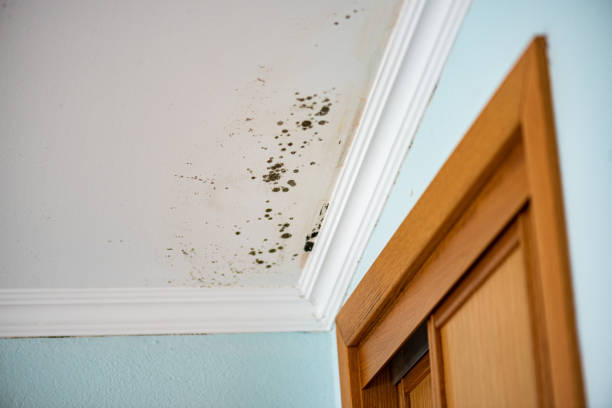 Best Mold Cleaning Services  in Plainwell, MI