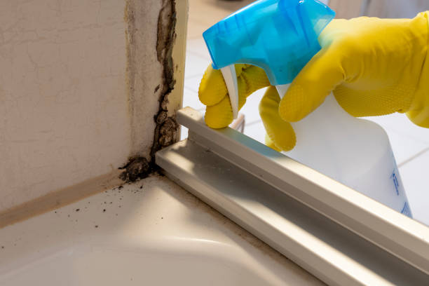 Best Toxic Mold Removal  in Plainwell, MI