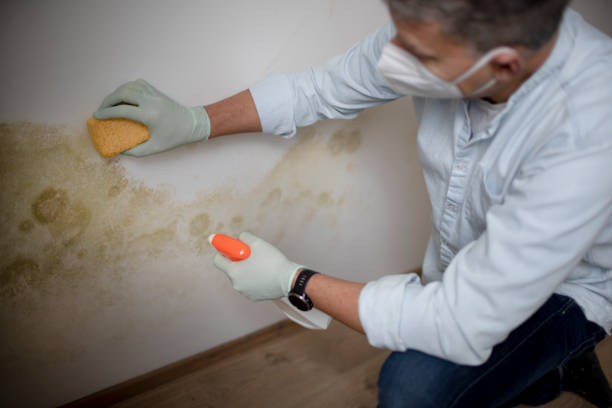 Best Black Mold Removal  in Plainwell, MI