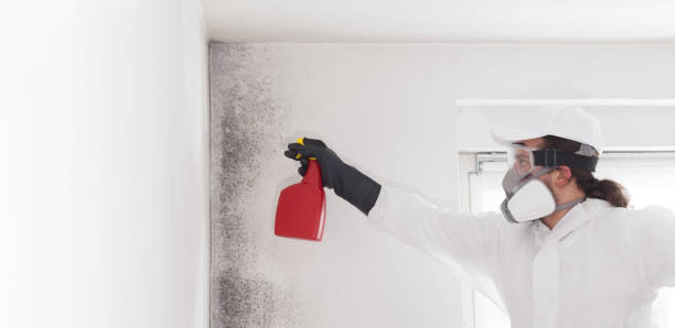 Best Mold Removal Process  in Plainwell, MI