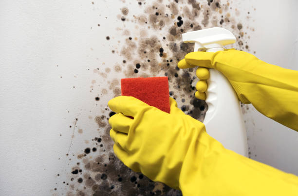 Best Professional Mold Removal  in Plainwell, MI