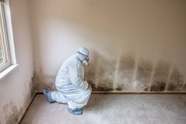 Mold Removal Process in Plainwell, MI