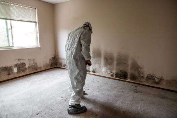 Attic Mold Removal in Plainwell, MI