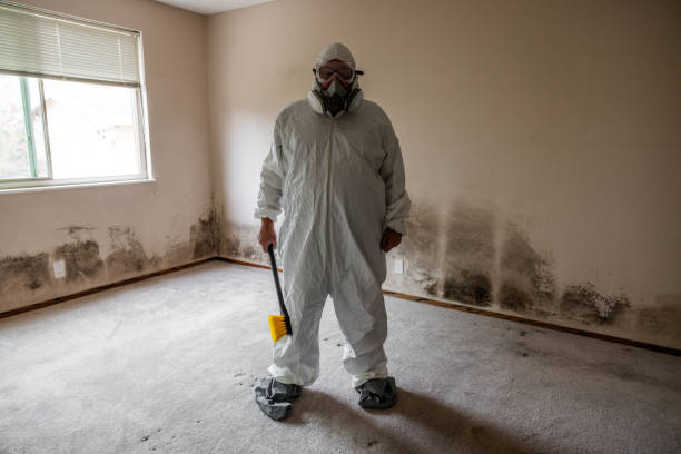 Best Attic Mold Removal  in Plainwell, MI