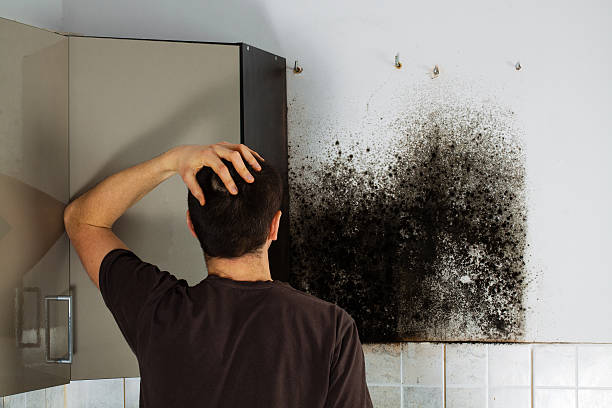 Best Residential Mold Removal  in Plainwell, MI