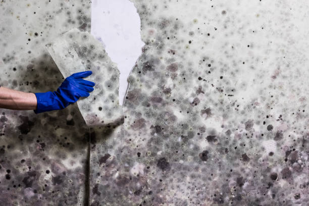Mold Testing and Removal in Plainwell, MI