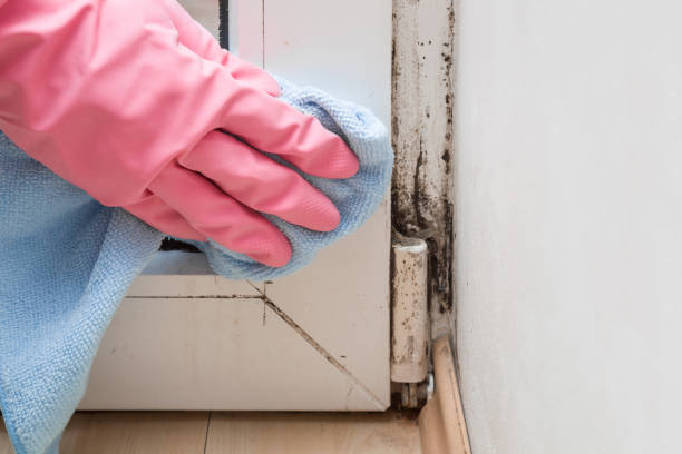 Best Emergency Mold Removal  in Plainwell, MI